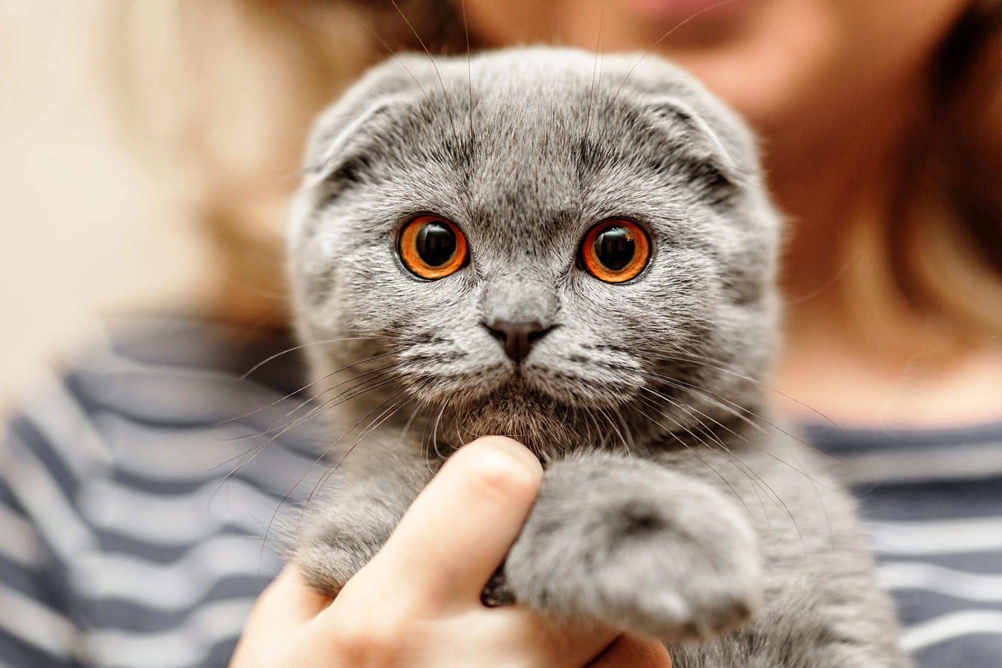 猫の図鑑