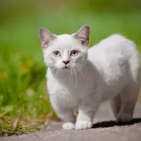 マンチカン