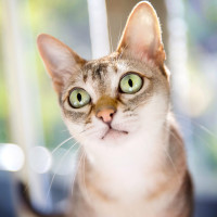 シンガプーラ
