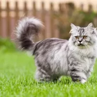 ブリティッシュロングヘア