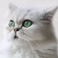 チンチラペルシャ