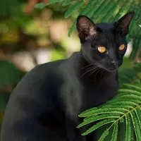 マンダレイ