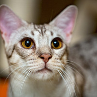 オシキャット