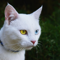 カオマニー