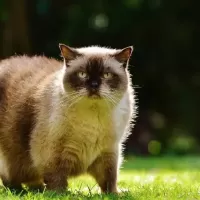 ブリティッシュショートヘア