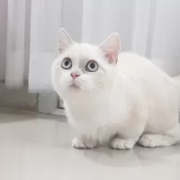 キンカロー