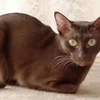 ハバナ