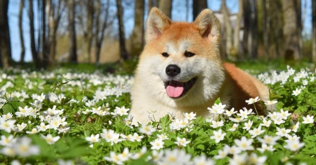 アメリカン・アキタ