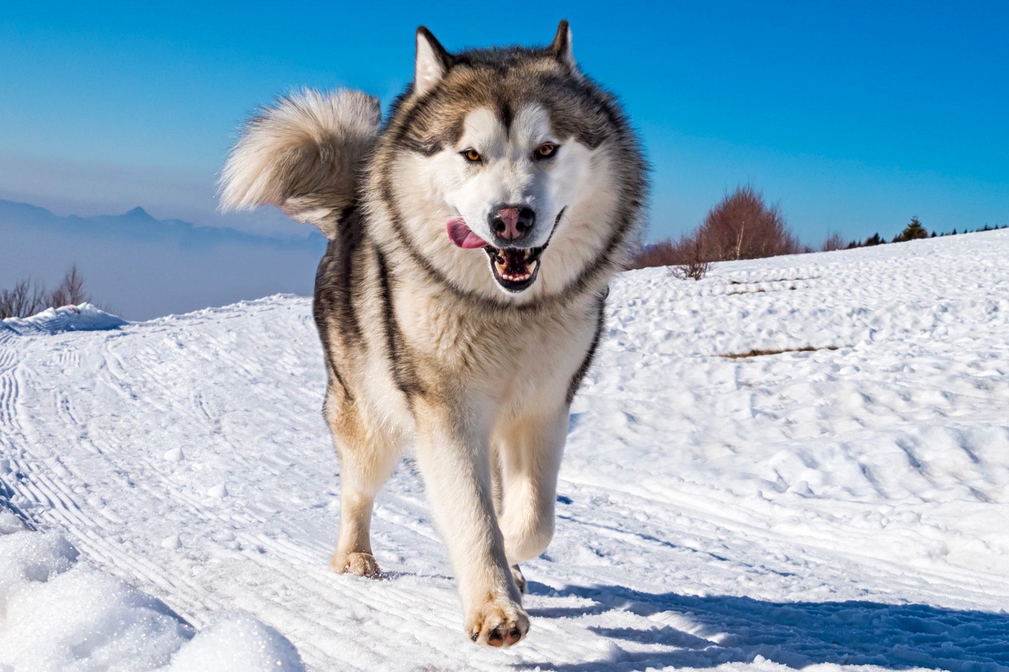アラスカン・マラミュート