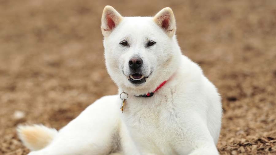 紀州犬