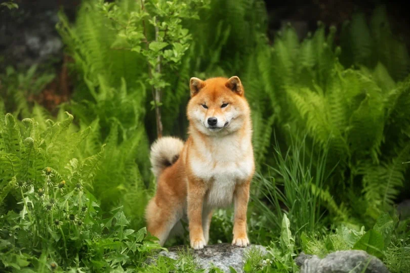 柴犬