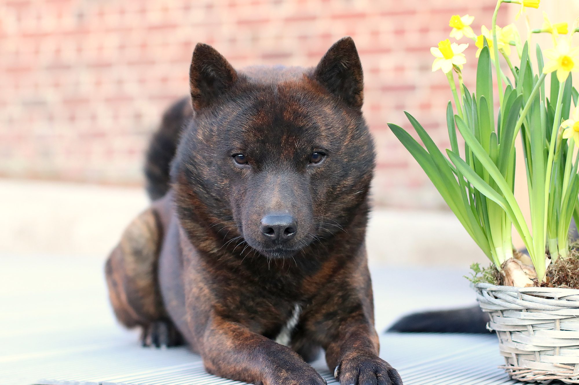 甲斐犬