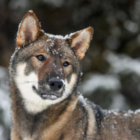四国犬