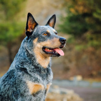 オーストラリアン・キャトルドッグ