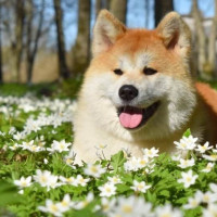 アメリカン・アキタ