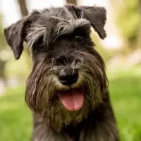ミニチュア・シュナウザー