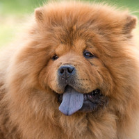 チャウチャウ