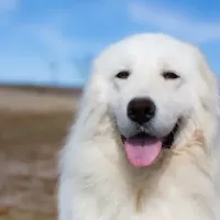 マレンマ・シープドッグ