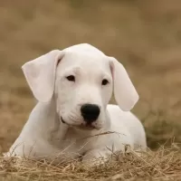 ドゴ・アルヘンティーノ