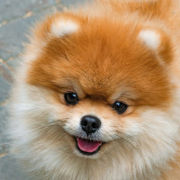 ポメラニアン