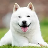 北海道犬