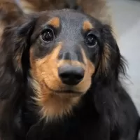 ミニチュア・ダックスフンド