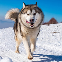 アラスカン・マラミュート