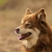 ラポニアン・ハーダー