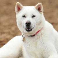 紀州犬