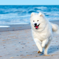 サモエド