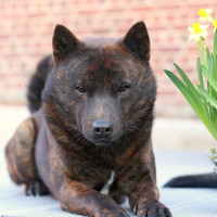 甲斐犬