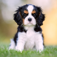 キング・チャールズ・スパニエル
