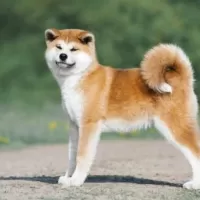 秋田犬
