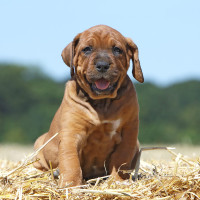 土佐犬