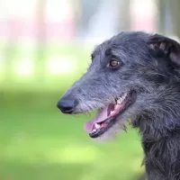 ディアハウンド