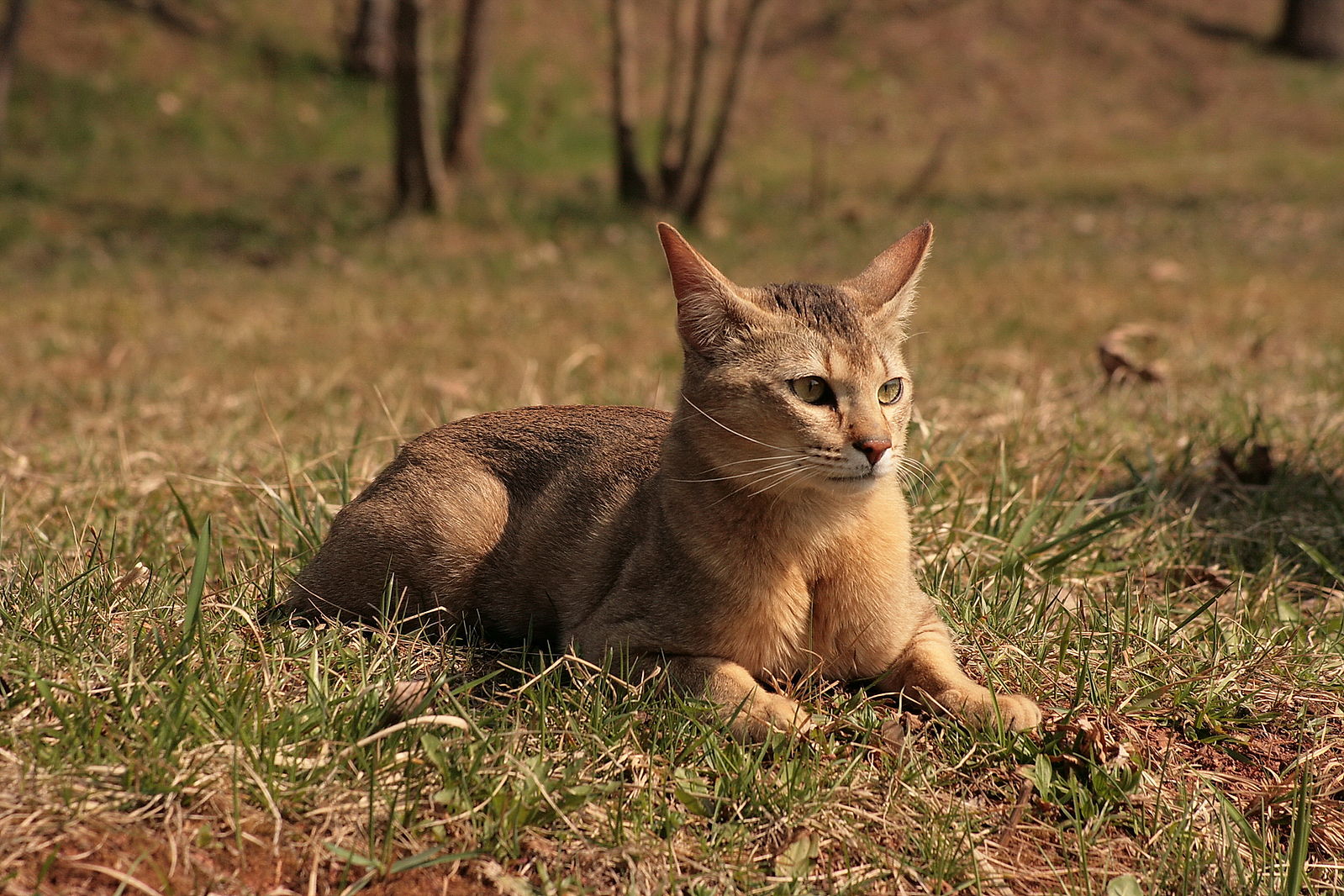 チャウシー - chausie