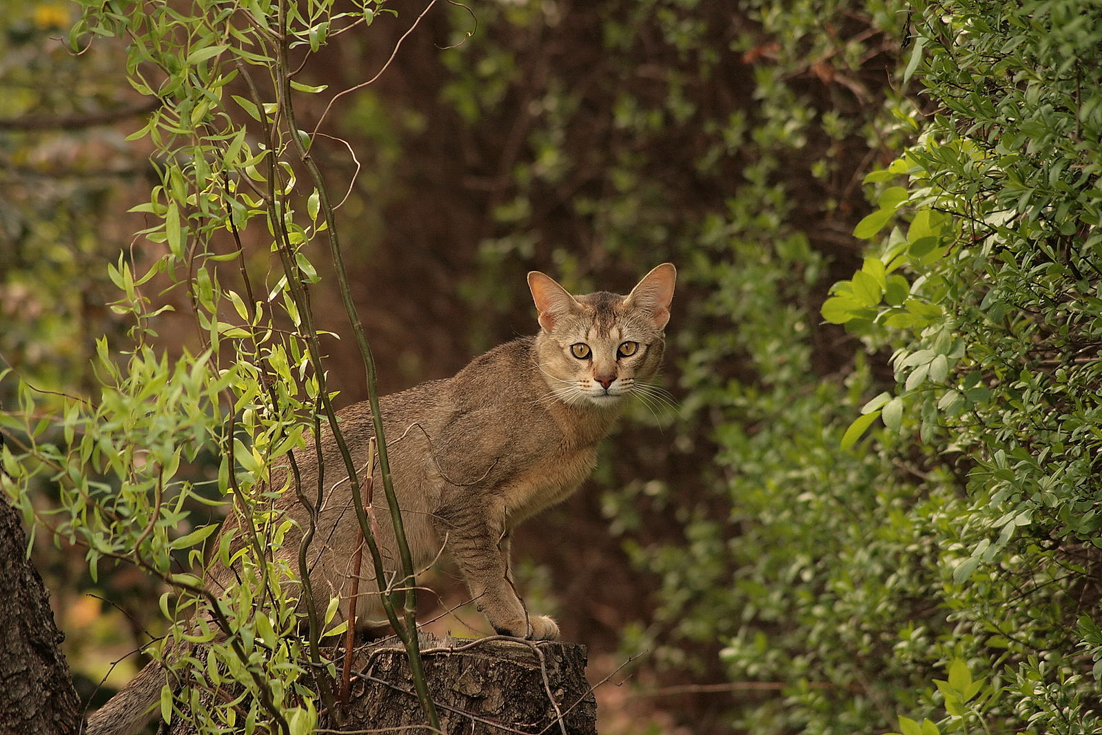 チャウシー - chausie