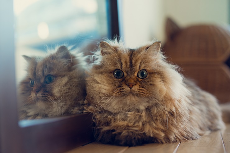 チンチラペルシャ - chinchillapersian