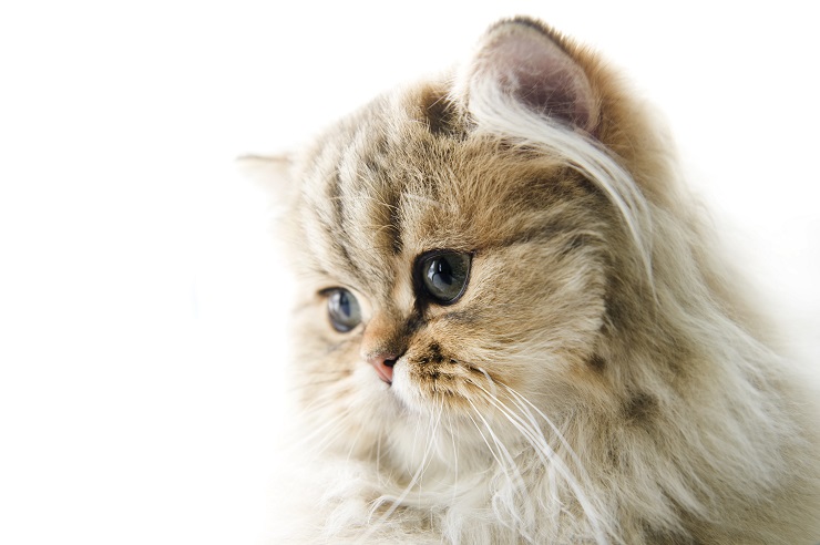 チンチラペルシャ - chinchillapersian
