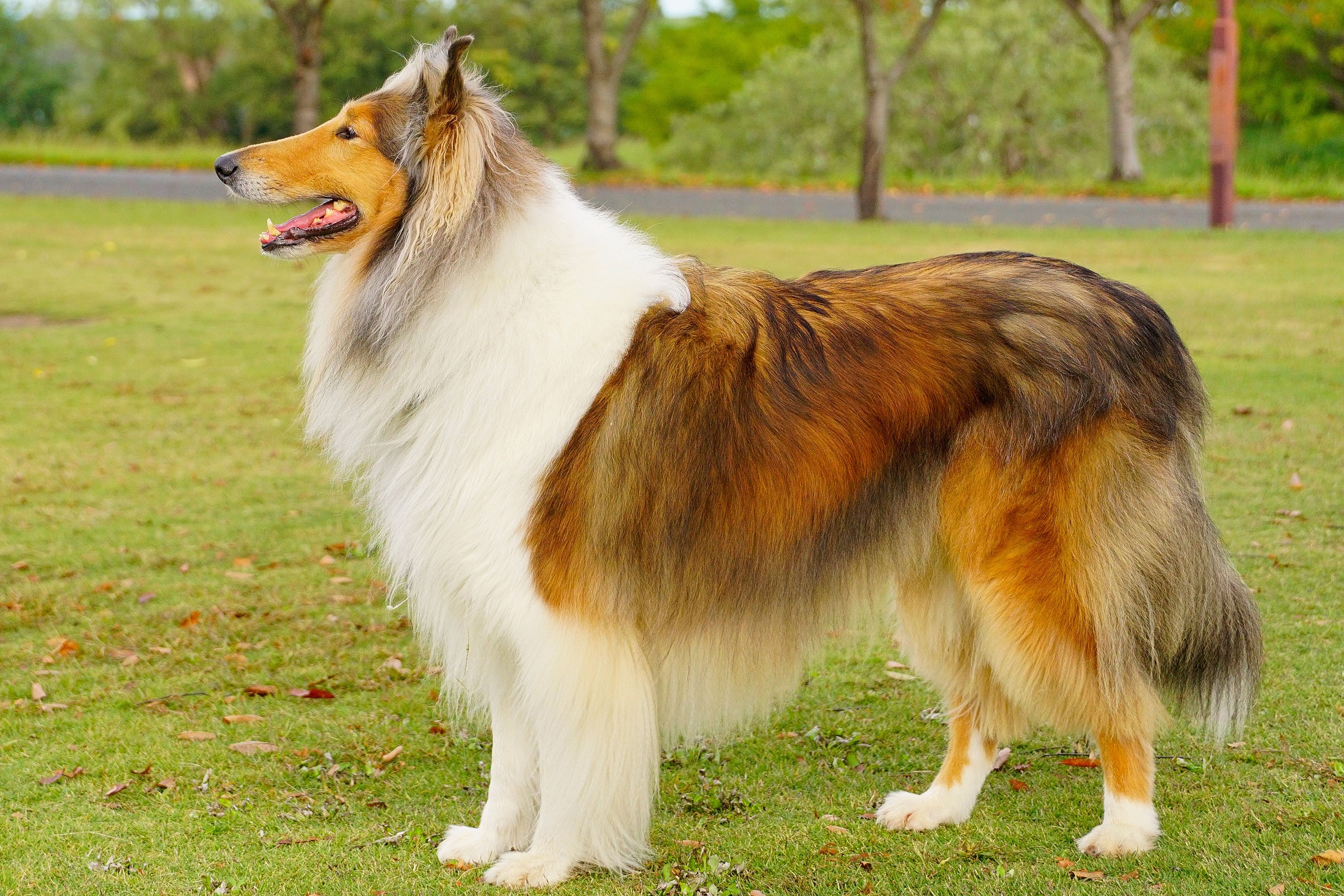 ラフ・コリー - rough-collie