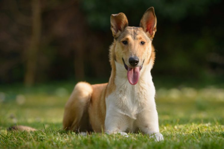 スムース・コリー - smooth-collie