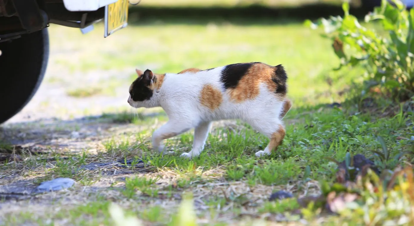 ジャパニーズボブテイル japanesebobtail
