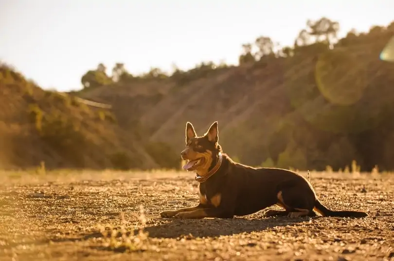 オーストラリアン・ケルピー - australian-kelpie