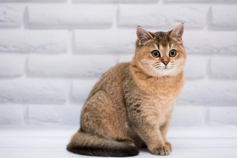 マンチカン - munchkin