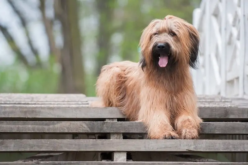 ブリアード - briard