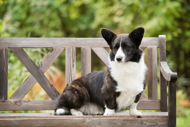 ウェルシュ・コーギー・カーディガン - cardigan-welsh-corgi