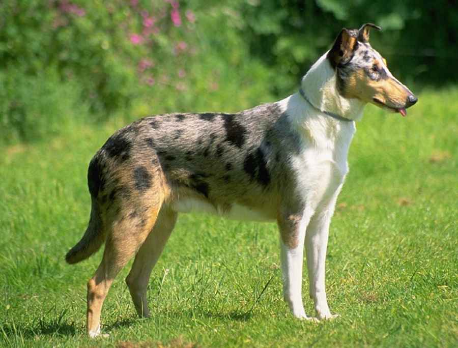 スムース・コリー - smooth-collie