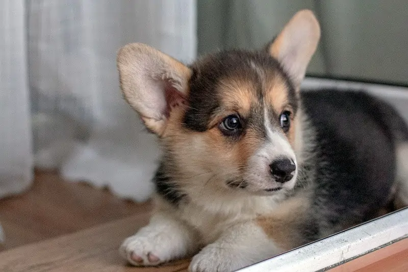 ウェルシュ・コーギー・カーディガン - cardigan-welsh-corgi