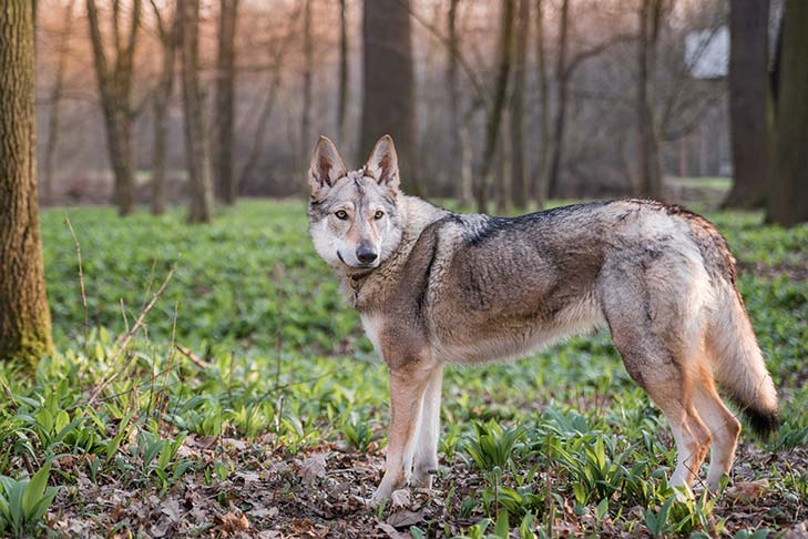 チェコスロバキアン・ウルフドッグ - czechoslovakian-wolfdog