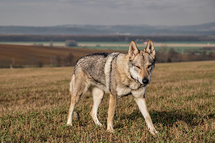 チェコスロバキアン・ウルフドッグ - czechoslovakian-wolfdog